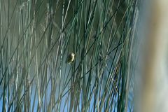 Pseudocolopteryx citreola