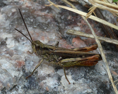 Chorthippus brunneus