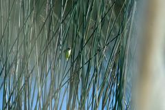 Pseudocolopteryx citreola