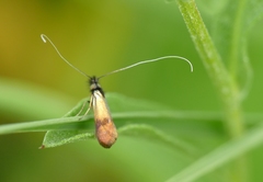 Nemophora minimella