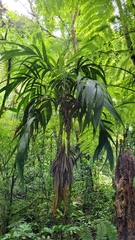 Geonoma blanchetiana