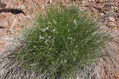 Astragalus linifolius