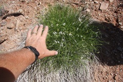 Astragalus linifolius