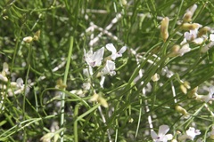 Astragalus linifolius