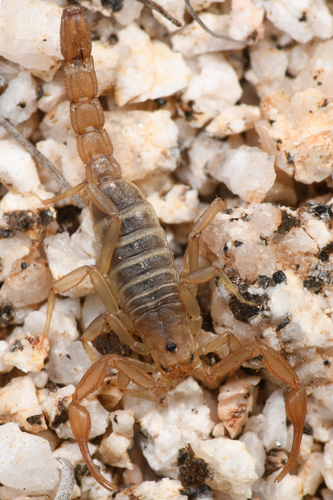 Serradigitus joshuaensis