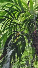 Geonoma blanchetiana