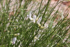 Astragalus linifolius