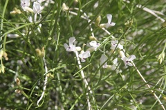 Astragalus linifolius