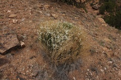 Astragalus linifolius