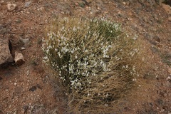 Astragalus linifolius