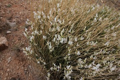 Astragalus linifolius