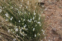 Astragalus linifolius