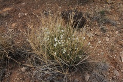 Astragalus linifolius