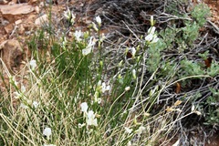 Astragalus linifolius