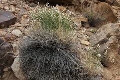 Astragalus linifolius