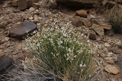 Astragalus linifolius