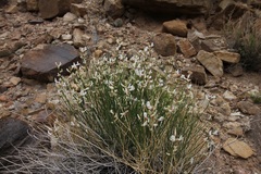 Astragalus linifolius