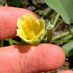 Limnocharis