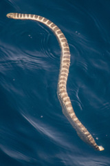 Hydrophis