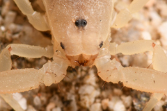 Kochius hirsuticauda