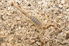 Kochius hirsuticauda