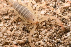 Kochius hirsuticauda