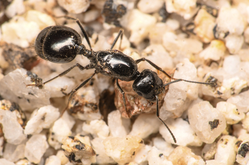 Veromessor pergandei