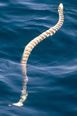 Hydrophis ornatus