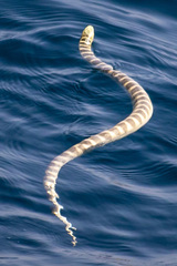 Hydrophis ornatus