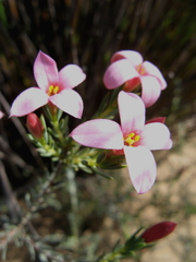Lachnaea uniflora
