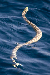 Hydrophis ornatus