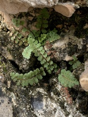 Asplenium petrarchae