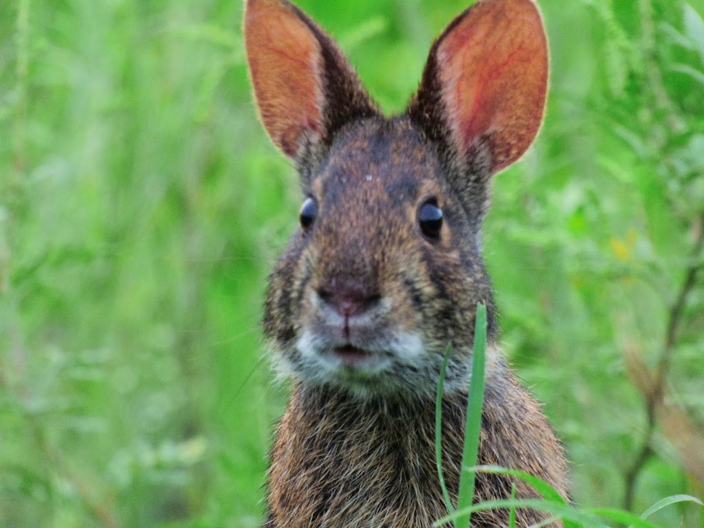 The Florida Marsh Rabbit  Imagine Our Florida, Inc