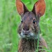 Conejo de Pantano - Photo (c) JeffreyGammon, algunos derechos reservados (CC BY-NC), subido por JeffreyGammon