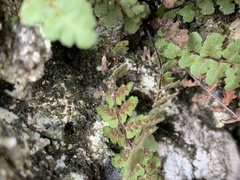 Asplenium petrarchae