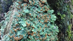 Ricasolia quercizans