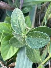 Vigna vexillata ovata