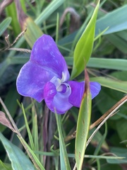 Vigna vexillata ovata