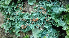 Ricasolia quercizans