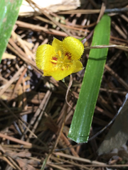 Calochortus monophyllus