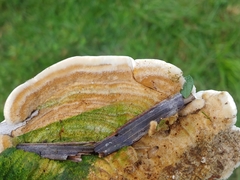 Trametes polyzona