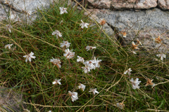 Armeria maritima