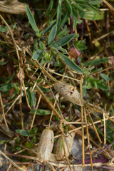 Angiospermae
