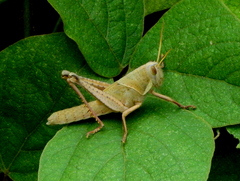 Schistocerca flavofasciata