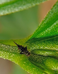 Hylicinae