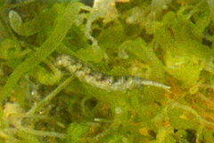 Arthropoda