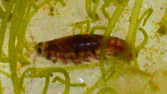 Arthropoda