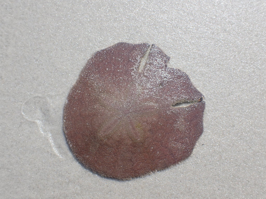Eared Keyhole Sand Dollar