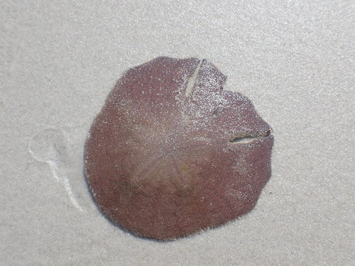 Eared Keyhole Sand Dollar