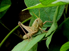 Schistocerca flavofasciata